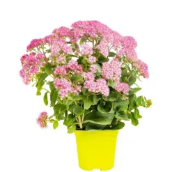 Online BOTANIC® Sedum Spectabile - Le pot de 9 x 9 cm