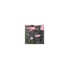 Discount Sedum Spectabile - Le pot de 1 litre