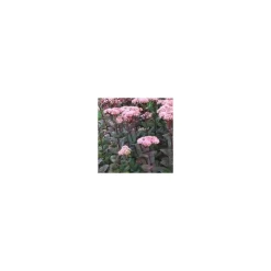 Discount Sedum Spectabile - Le pot de 1 litre