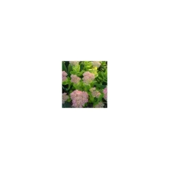 Sale Sedum Spectabile - Le pot de 3 litres
