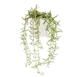 Clearance BOTANIC® Senecio radicans en pot blanc émaillé H 10 x Ø 15 cm