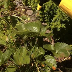 SOLABIOL Soin Potager Fruitiers Megagreen® 125 g