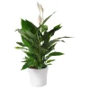 Outlet Spathiphyllum cupido + cache-pot