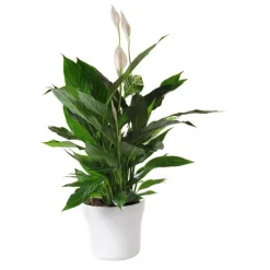 Outlet Spathiphyllum cupido + cache-pot