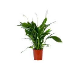 Online Spathiphyllum Sweet Lauretta pot Ø21 cm/ H95 cm