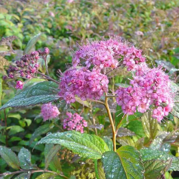 Sale Spirée Bumalda Anthony Waterer rose. Le pot de 4 litres