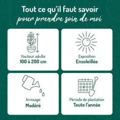 New BOTANIC® Spirée de Van Houtte blanche. Le pot de 3 litres