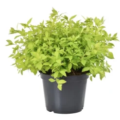 Hot BOTANIC® Spirée japonaise jaune - Pot de 3L