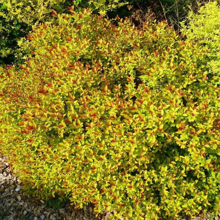 Sale Spirée Japonaise Magic Carpet Walbuma. Le pot de 4 litres