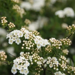 Online Spirée Japonaise Nipponica Snowmound touffe. Le pot de 5 litres