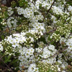 Outlet Spirée Japonica Manon rose. Le pot de 4 litres
