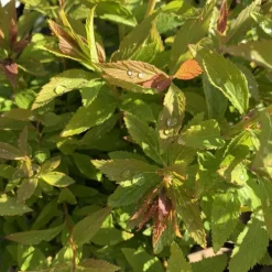 Hot Spirée Japonica Shirobana rose. Le pot de 7,5 litres