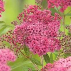 Clearance BOTANIC® Spirée Magnum rose - Pot de 3L