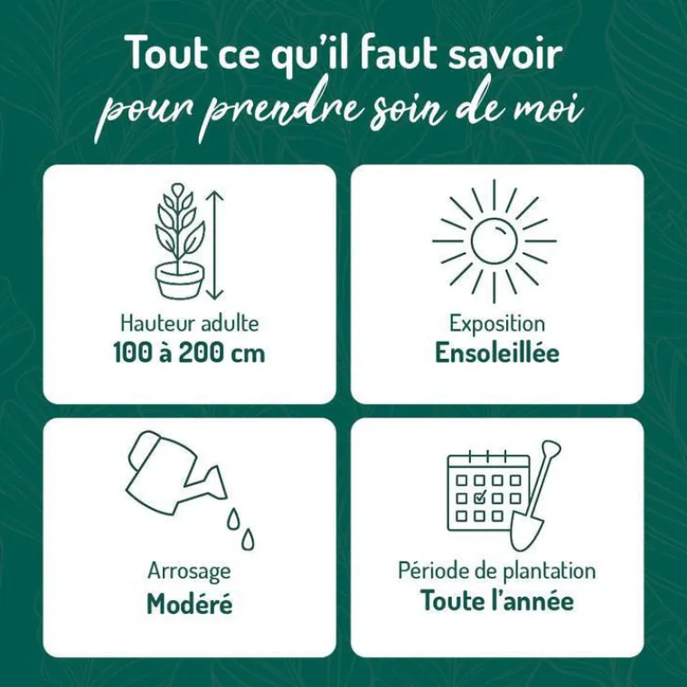 Clearance BOTANIC® Spirée Magnum rose - Pot de 3L