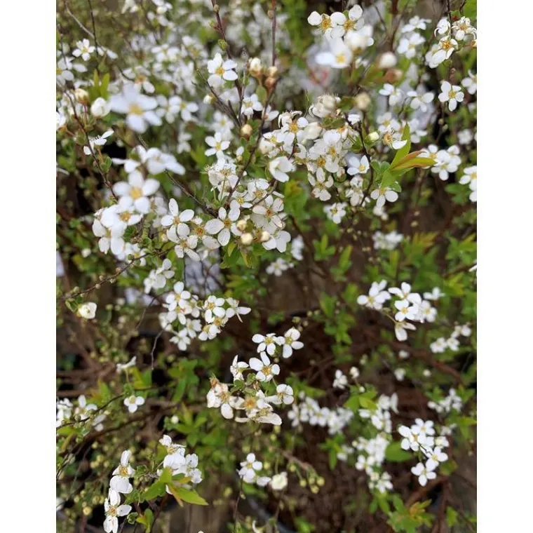 New Spirée Thunbergii blanc 60/70. Le pot de 10 litres