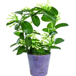 Hot Stéphanotis + Cache-Pot céramique