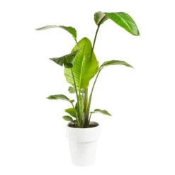 Clearance BOTANIC® Strelitzia Nicolai 1ou 2 PP pot Ø21xH100 cm
