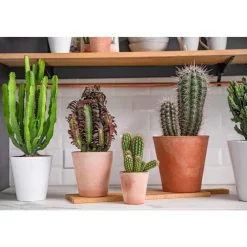 BOTANIC® Substrat cactées et plantes grasses - 4 L