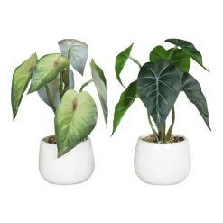 Hot Syngonium en pot coloris vert - 22 cm