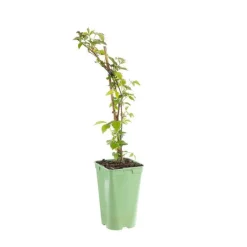 New BOTANIC® Tayberry Buckingham Bio. Le pot de 2 litres