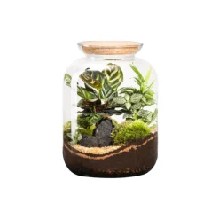 Outlet BOTANIC® Terrarium autonome Bonbonne Classic Mix - Taille S Ø 23 cm H 51 cm