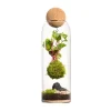 Sale BOTANIC® Terrarium autonome Niwa Kodedama - Ø 8,5 cm H 29 cm