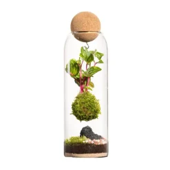 Sale BOTANIC® Terrarium autonome Niwa Kodedama - Ø 8,5 cm H 29 cm