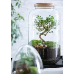 Sale BULLE DE NATURE Terrarium bonbonne avec bonsaï taille M Ø 23 x h 41 cm