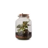 BULLE DE NATURE Terrarium Brooklyn lumineux en verre transparent Naturalys taille M - 14,2 x 14,2 x 23,5 cm