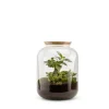 BULLE DE NATURE Terrarium Bonbonne Ginseng en verre transparent avec bouchon liège Naturalys taille S - Ø 19 x 30 cm