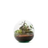Discount BULLE DE NATURE Terrarium Mini Monde en verre transparent Naturalys taille M - Ø 20 x 20 cm