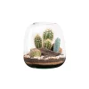 BOTANIC® Terrarium cactés Moly Cactus - Taille M Ø 19 cm H 20 cm