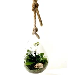 Discount NATURALYS Terrarium Drop en verre transparent à suspendre taille L - Ø 20 x 40 cm