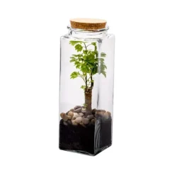 Clearance BULLE DE NATURE Terrarium quitto taille L Ø 10 x h 30 cm