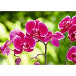 Hot BOTANIC® Terreau orchidées - 4 L