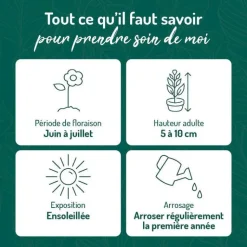 BOTANIC® Thym Rampant Rose - Le pot de 9 x 9 cm