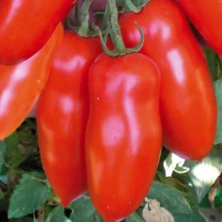 Best BOTANIC® Tomate Allongée San Marzano Bio. La barquette de 3 plants
