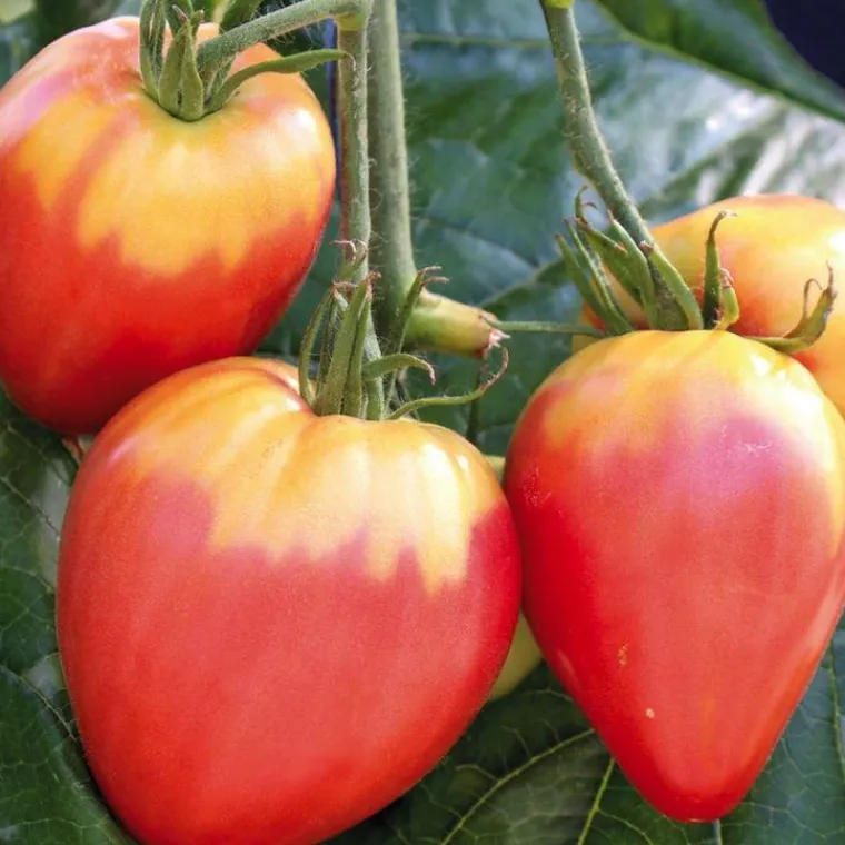 Online BOTANIC® Tomate Allongee Coeur De Boeuf "Cuor Di Bue" Bio. La barquette de 3 plants