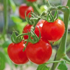 Outlet BOTANIC® Tomate Cerise Sweet Baby Bio. Le pot de 10,5 cm