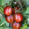Clearance BOTANIC® Tomate Prune Noire Bio. La barquette de 3 plants