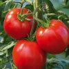 New BOTANIC® Tomate Ronde Cobra Bio. La barquette de 3 plants