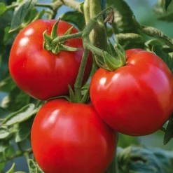 New BOTANIC® Tomate Ronde Cobra Bio. La barquette de 3 plants