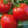 Clearance BOTANIC® Tomate Ronde Cobra Bio. La barquette de 3 plants