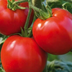 Clearance BOTANIC® Tomate Ronde Cobra Bio. La barquette de 3 plants