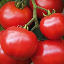 BOTANIC® Tomate Ronde Estiva Bio. Le pot de 10,5 cm