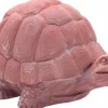 Best ANTICOMESTIERE Tortue en terre cuite rouge Tartaruga - 21 x 14 x 17 cm