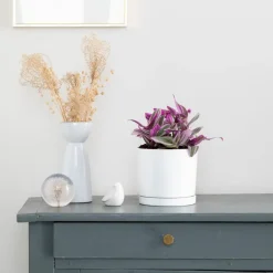 Hot BOTANIC® Tradescantia Nanouk rose en pot blanc émaillé . Le pot Ø 15 cm