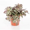 Online Tradescantia zebrina. Le pot de 15 cm
