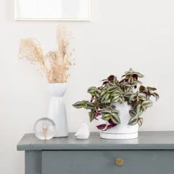 Best BOTANIC® Tradescantia Zebrina vert en pot blanc émaillé . Le pot Ø 15 cm