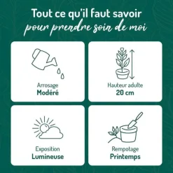 Best BOTANIC® Tradescantia Zebrina vert en pot blanc émaillé . Le pot Ø 15 cm